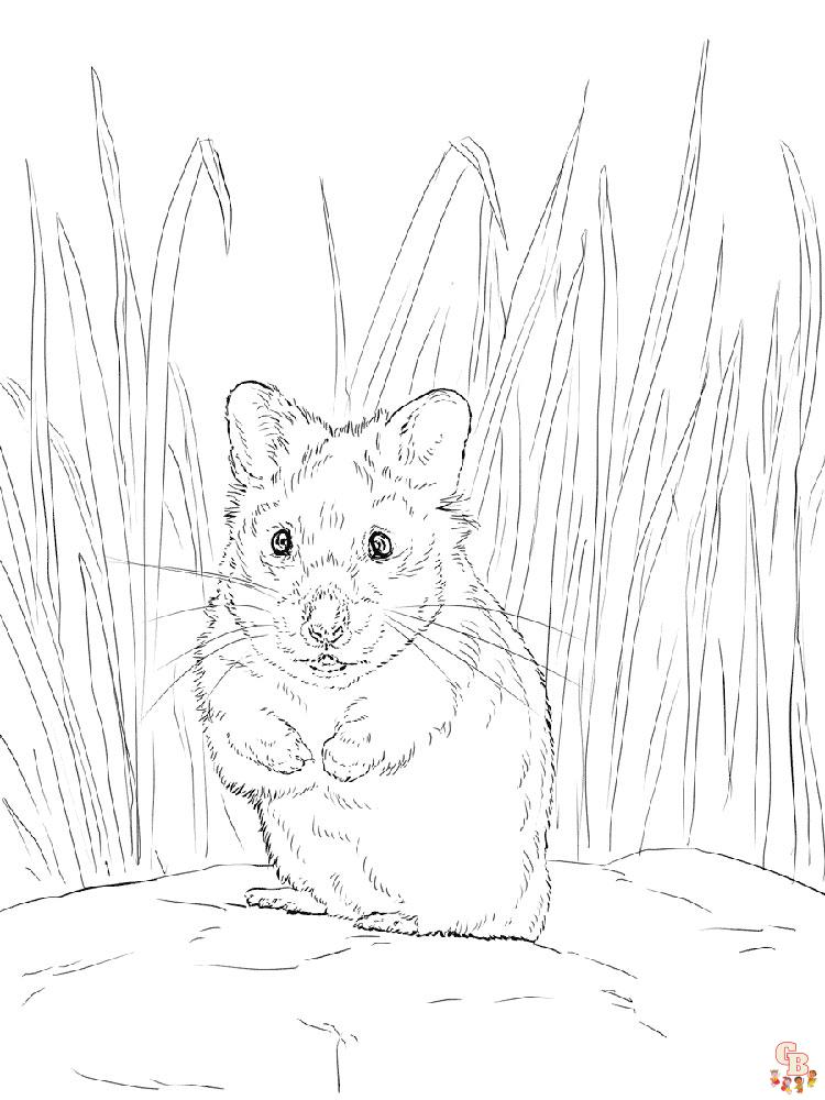 Coloriage hamster