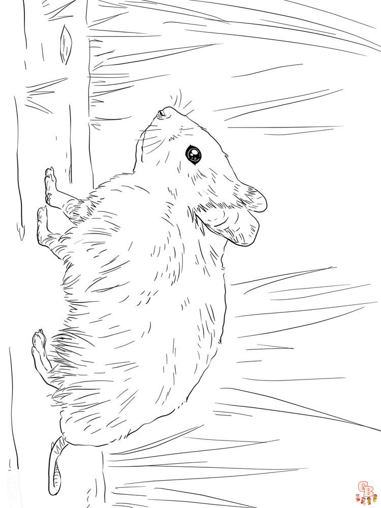 Coloriage hamster