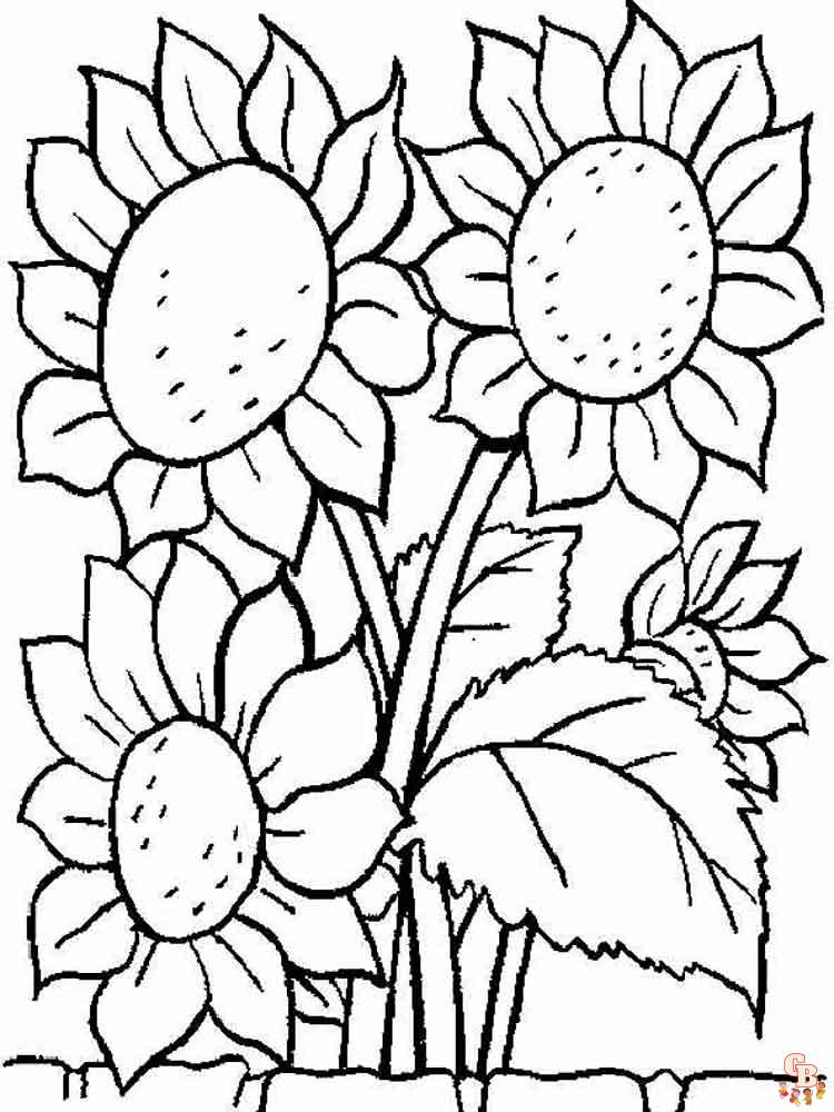 coloriage Tournesol