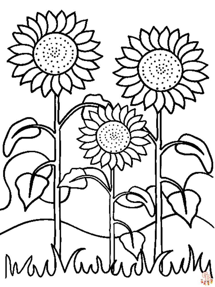 coloriage Tournesol