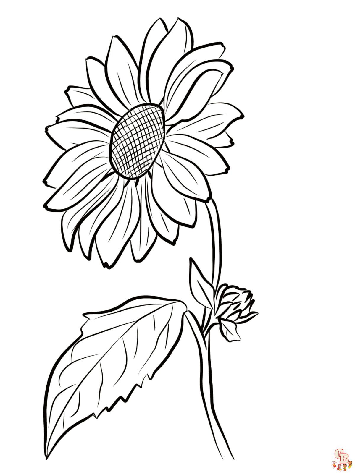 coloriage Tournesol