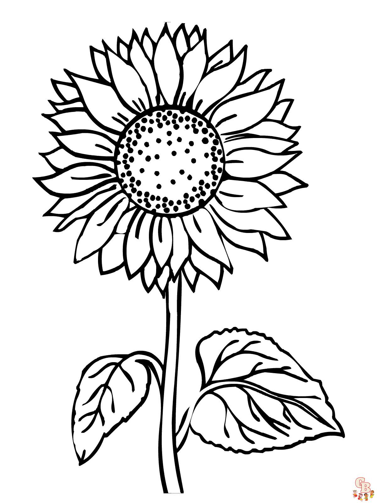 coloriage Tournesol