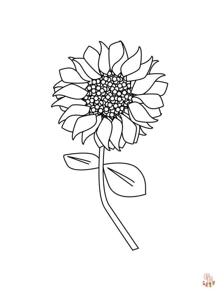 coloriage Tournesol