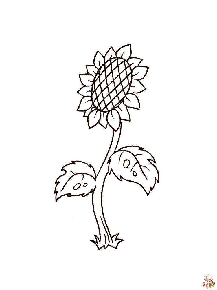 coloriage Tournesol