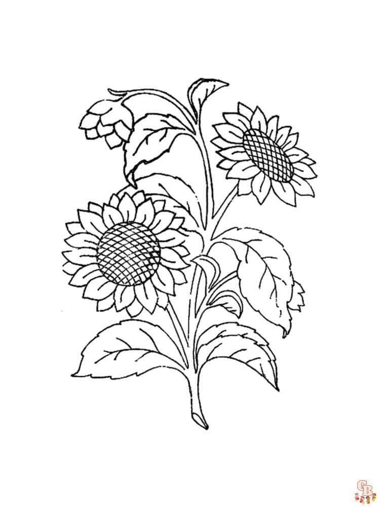 coloriage Tournesol