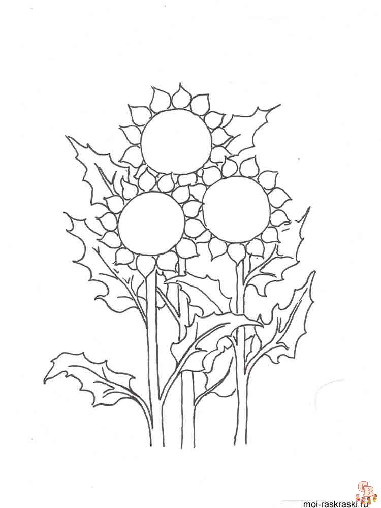 coloriage Tournesol