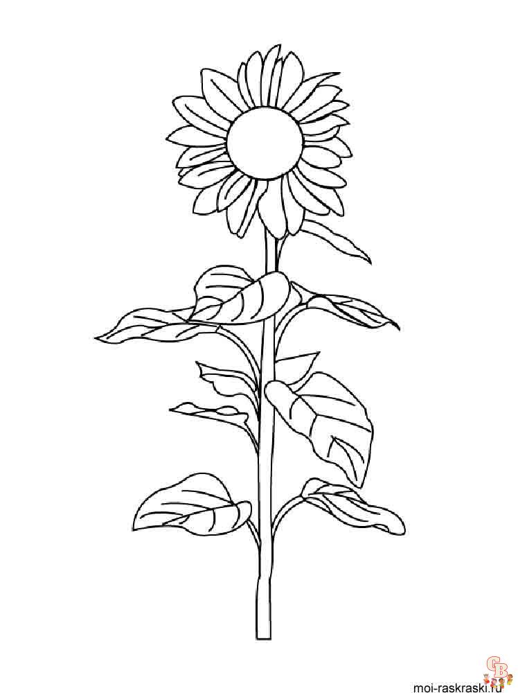 coloriage Tournesol