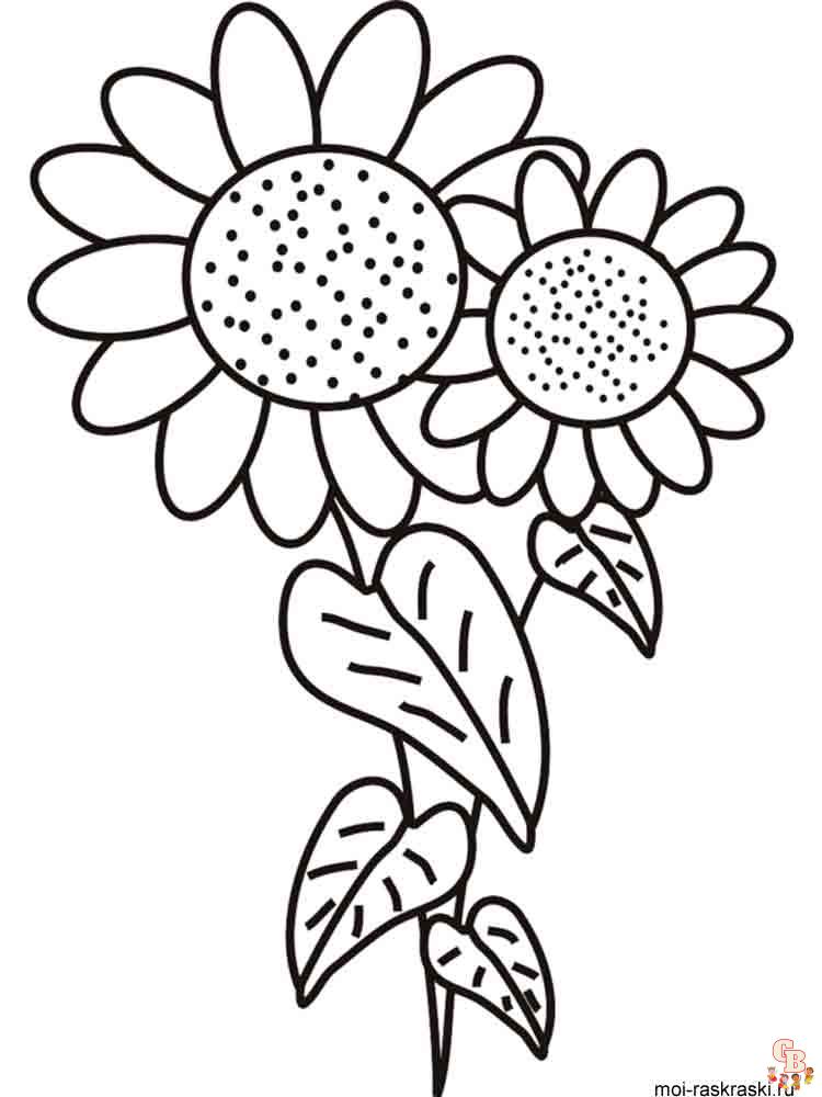 coloriage Tournesol