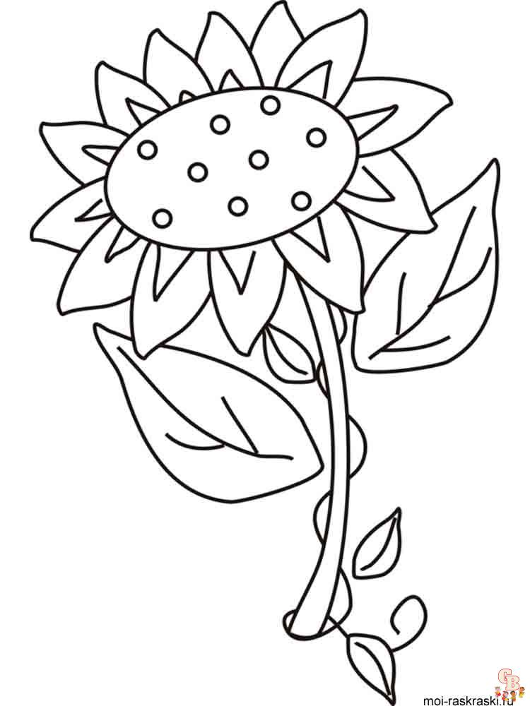 coloriage Tournesol