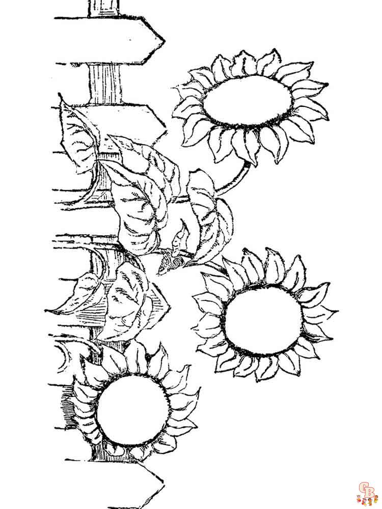 coloriage Tournesol