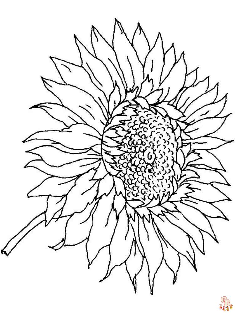 coloriage Tournesol