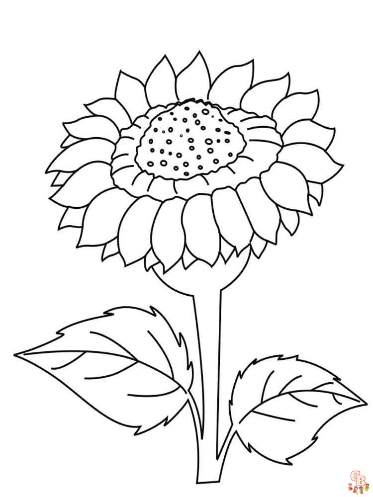 coloriage Tournesol