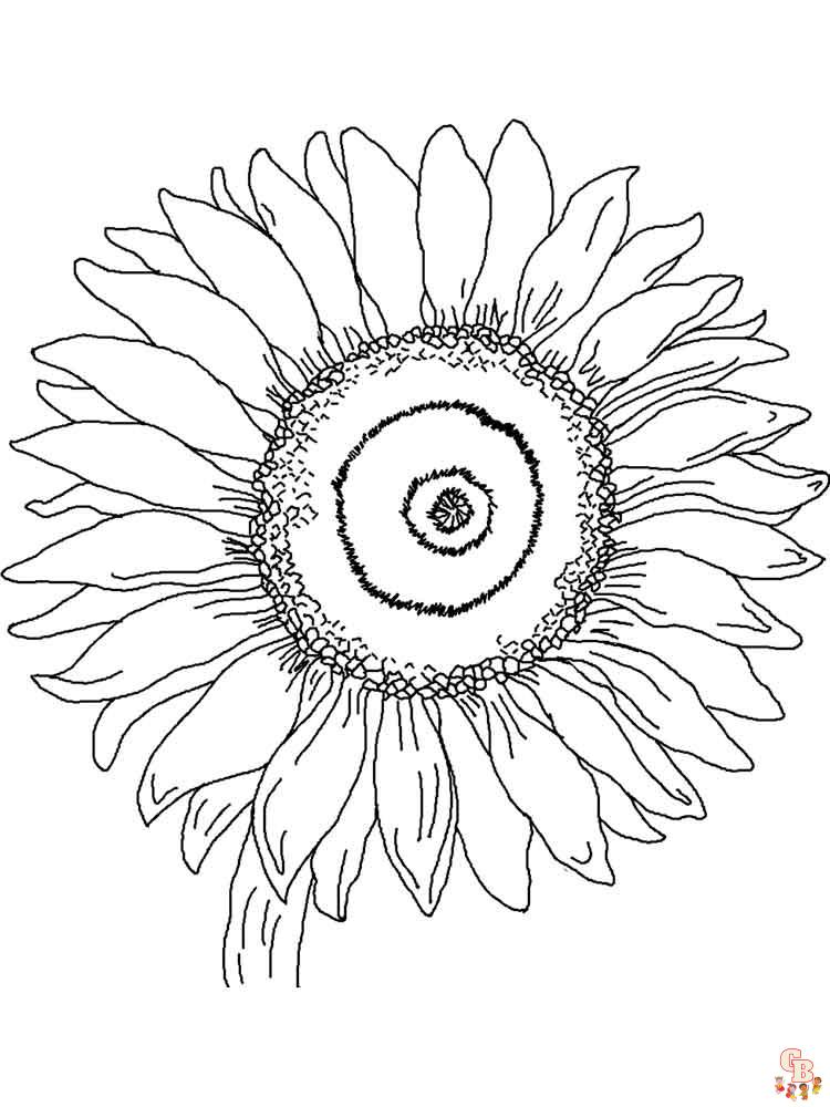 coloriage Tournesol