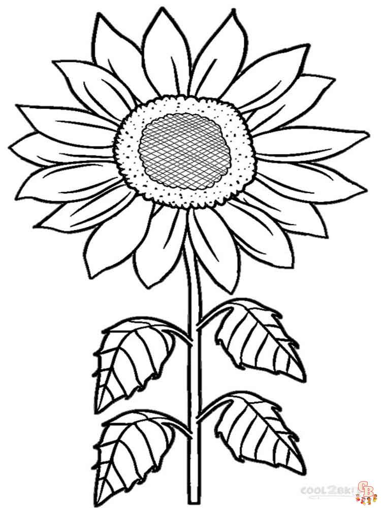 coloriage Tournesol