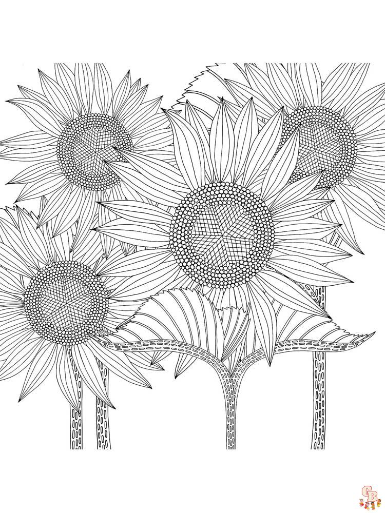 coloriage Tournesol