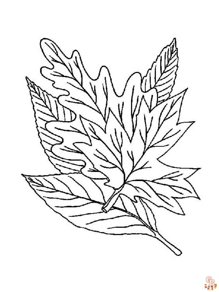 coloriage feuilles