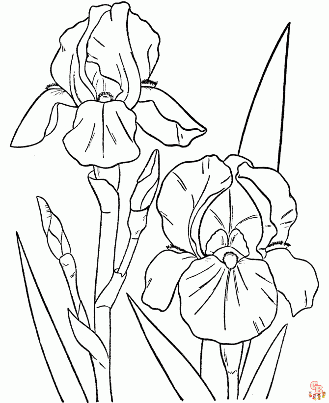 coloriage fleurs