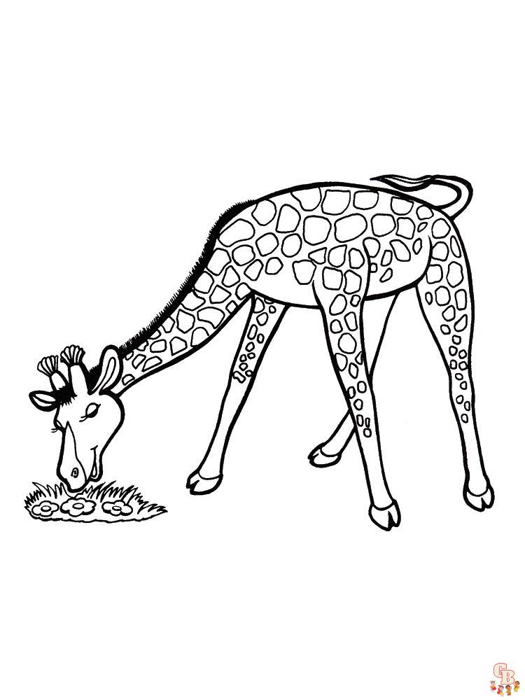 coloriage girafe