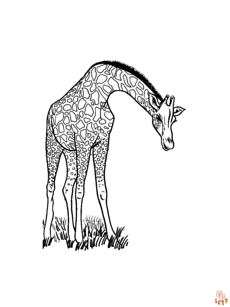 coloriage girafe