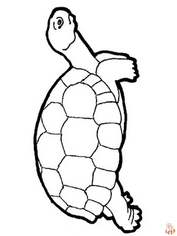 coloriage tortues