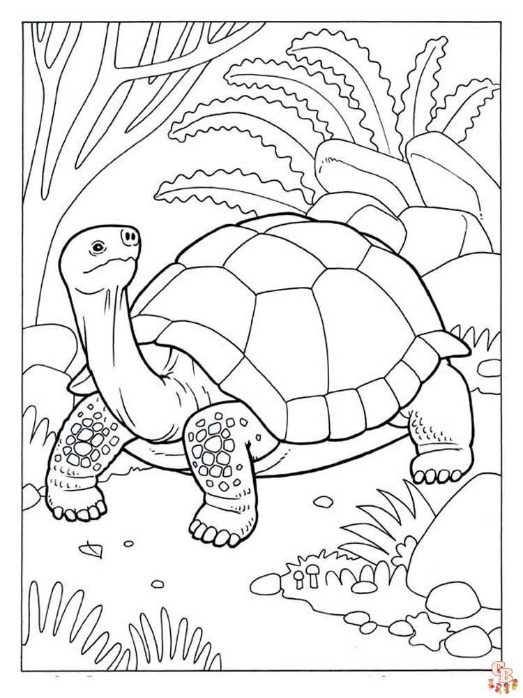 coloriage tortues