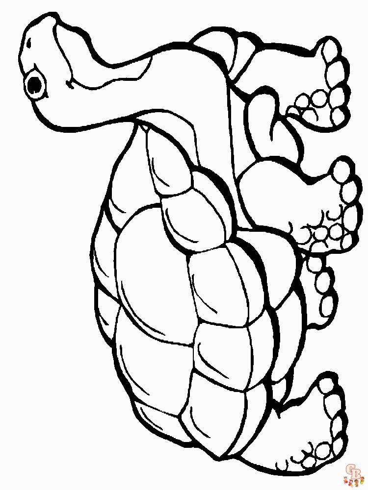 coloriage tortues