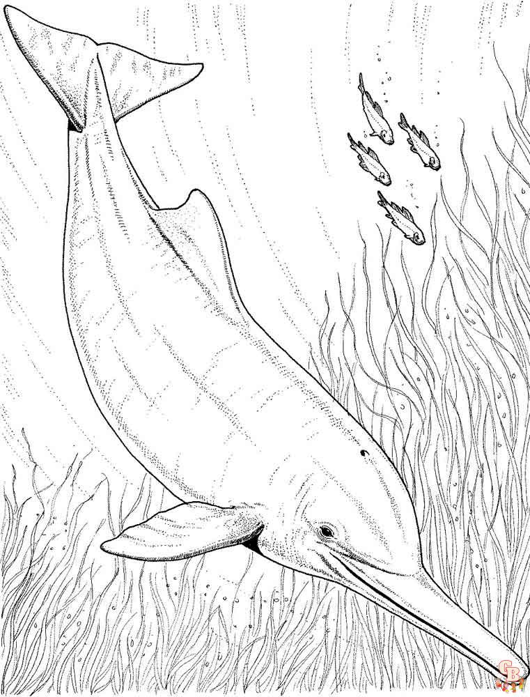 dauphins coloriage