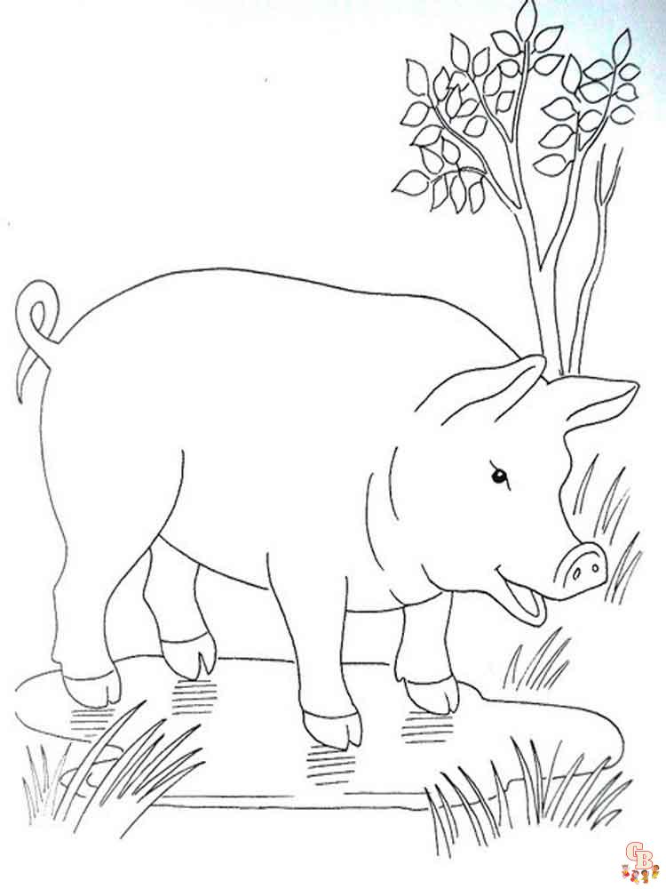 coloriage cochon