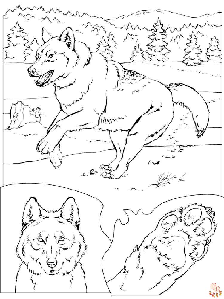 coloriage loups