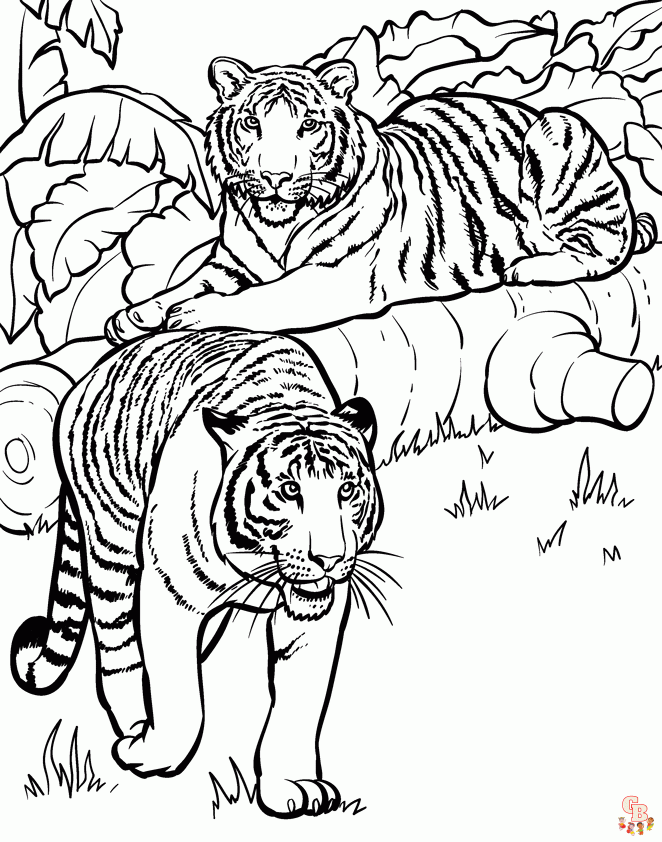 coloriage tigres