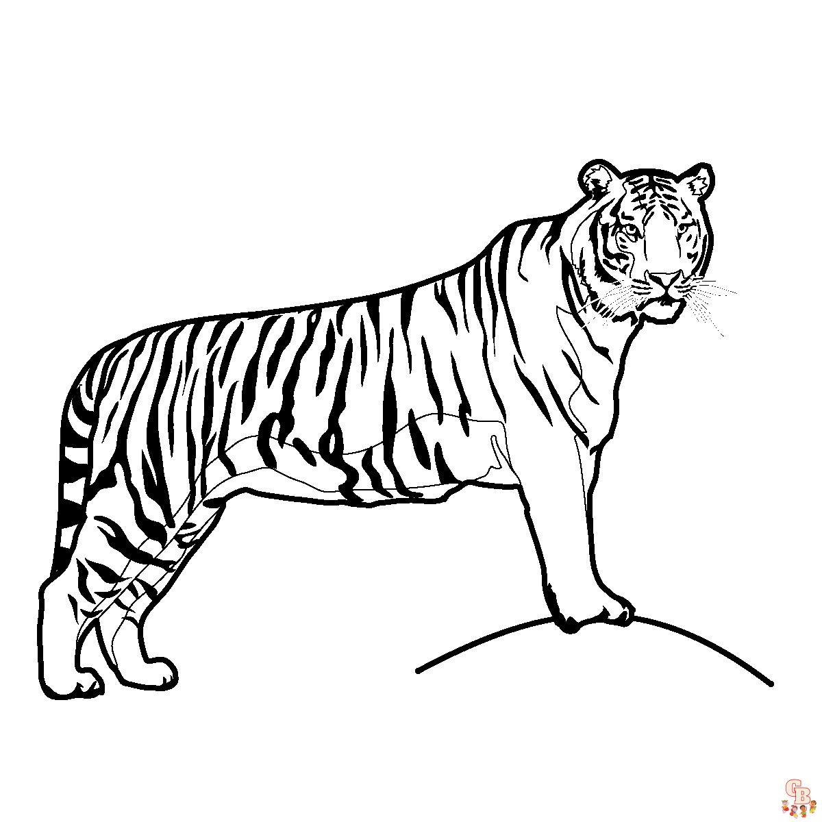 coloriage tigres