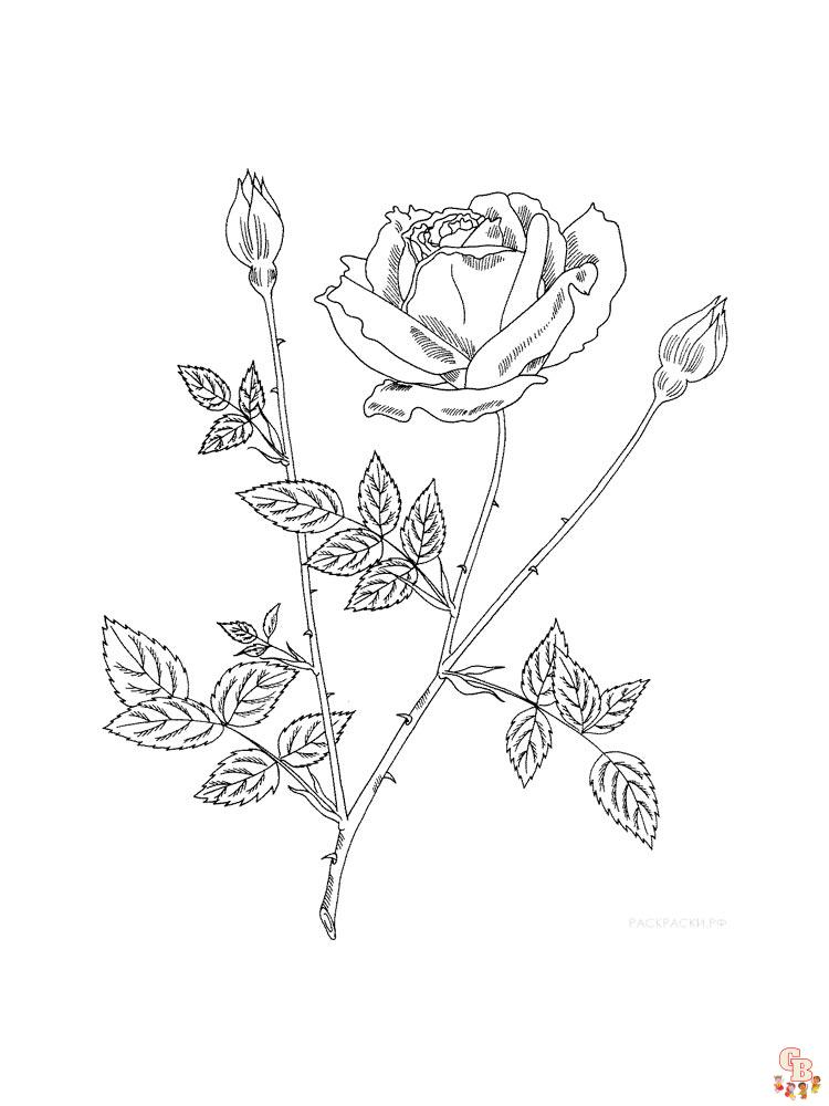 Coloriage rose