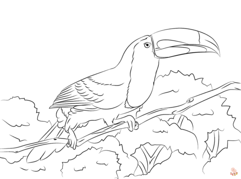 Coloriage Toucan