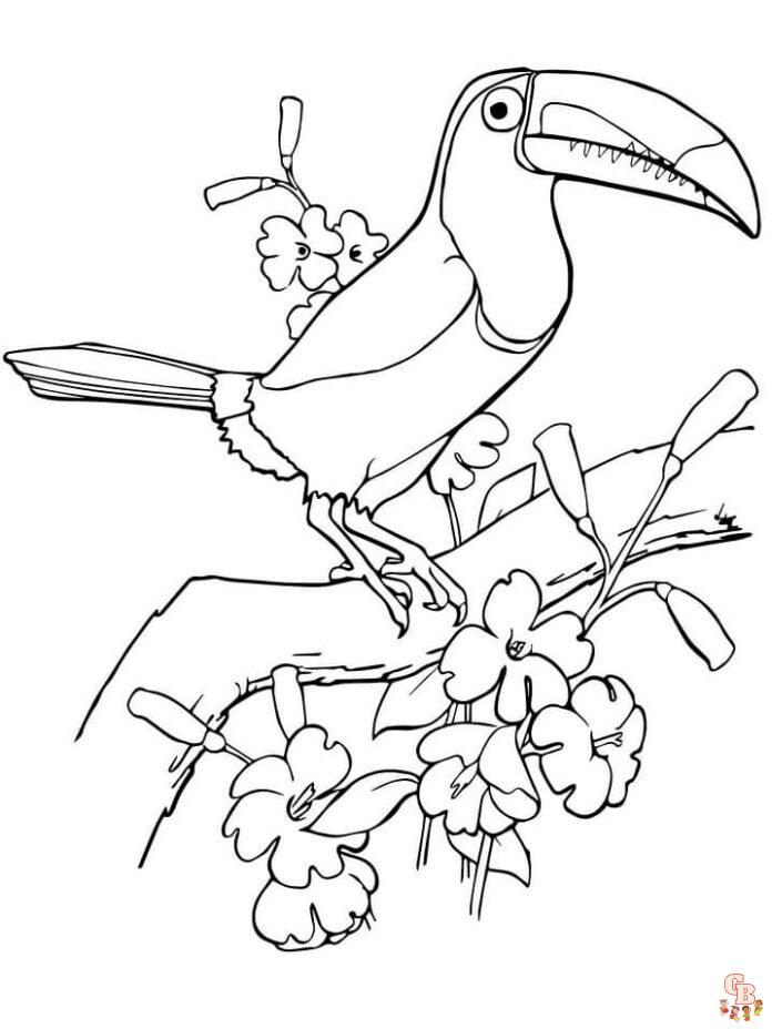 Coloriage Toucan