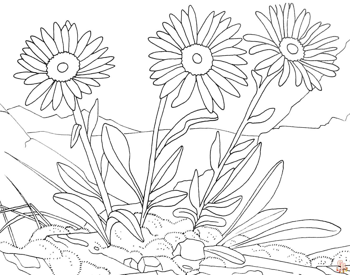 coloriage marguerite