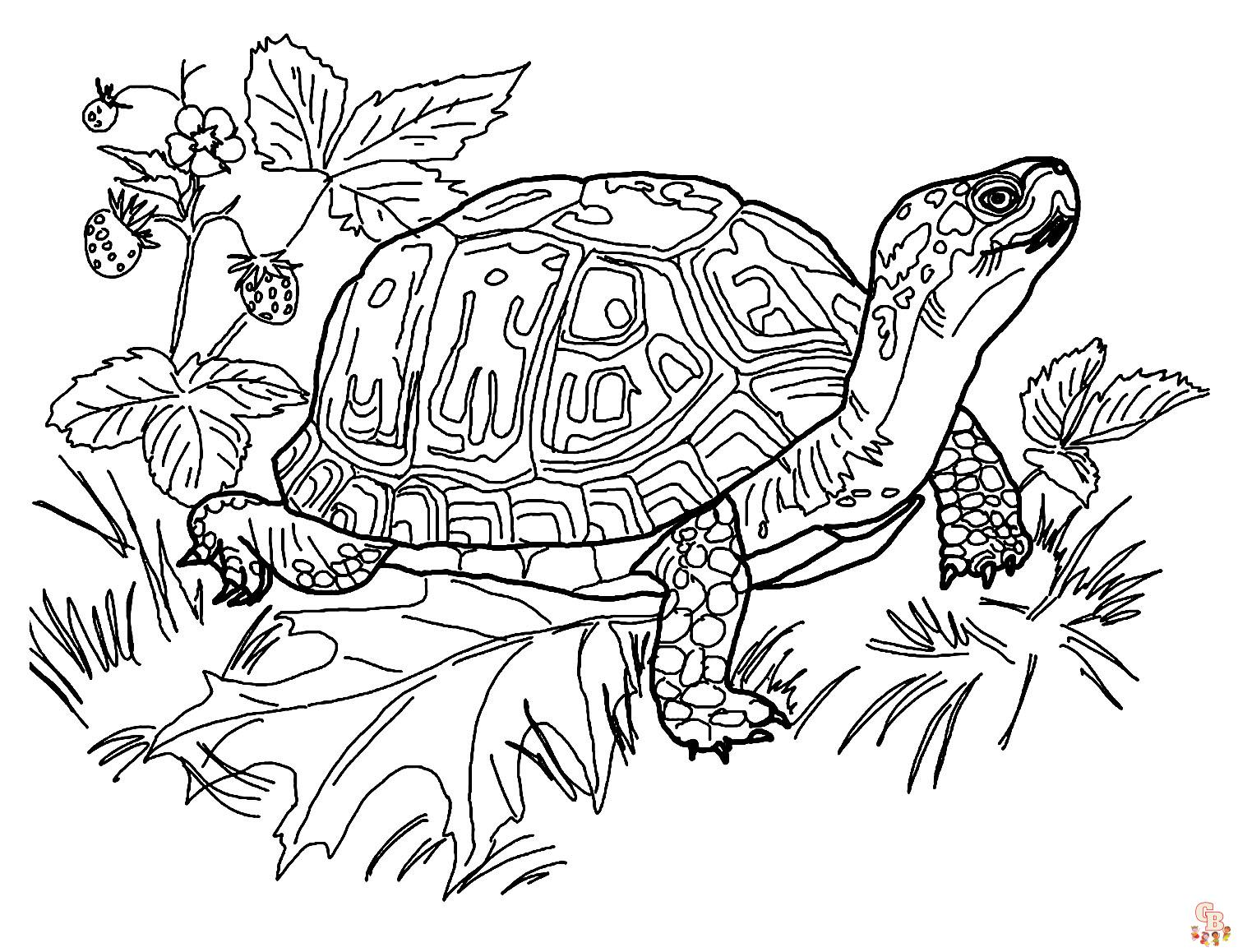 coloriage tortues