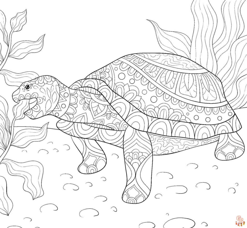 coloriage tortues