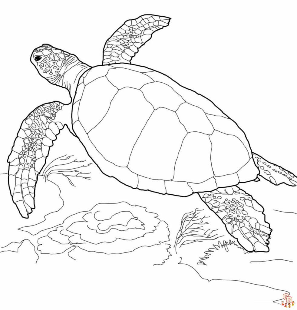 coloriage tortues