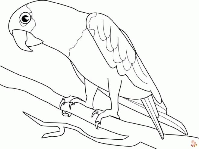 Coloriage oiseau Modèles réalistes, exotiques et mignons à colorier pour enfants