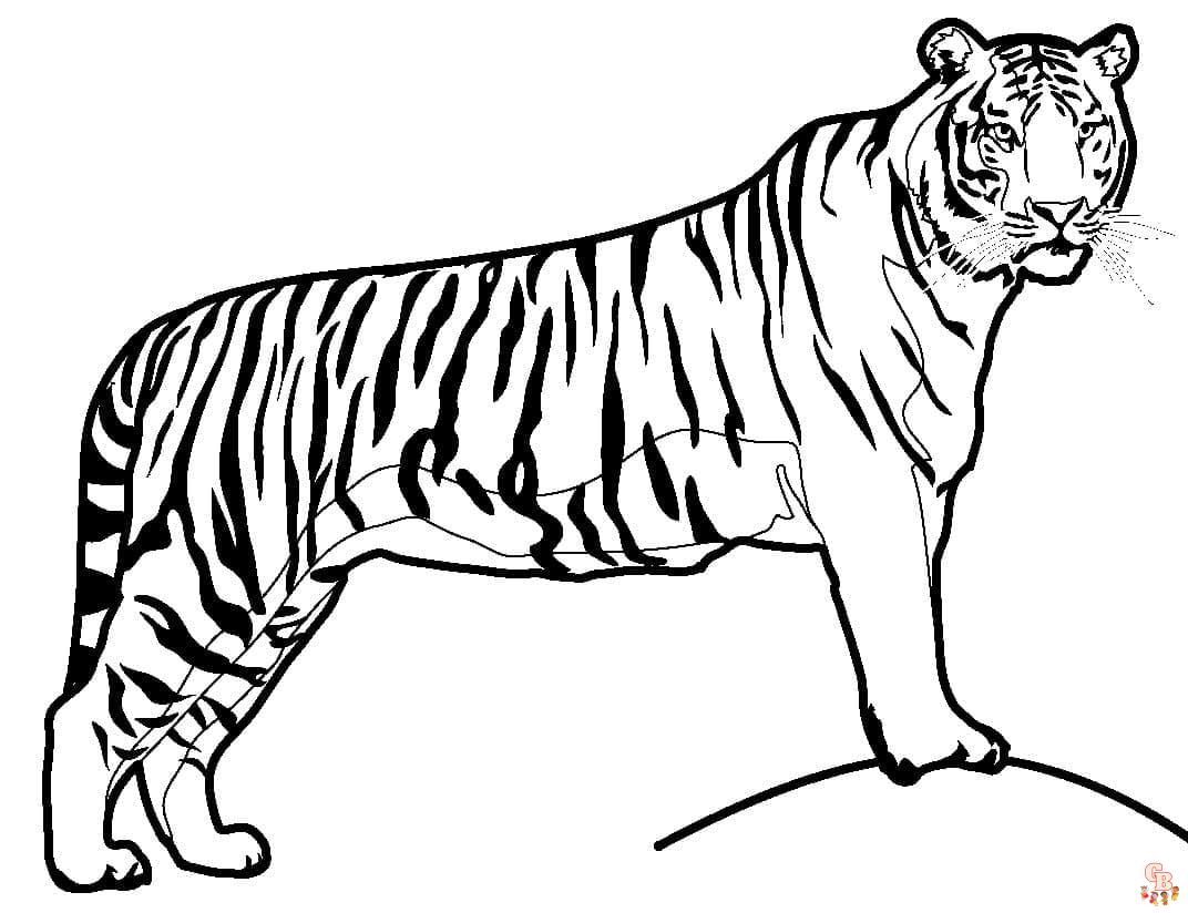 Coloriage Tigre pour Enfant - Les plus beaux modèles à imprimer