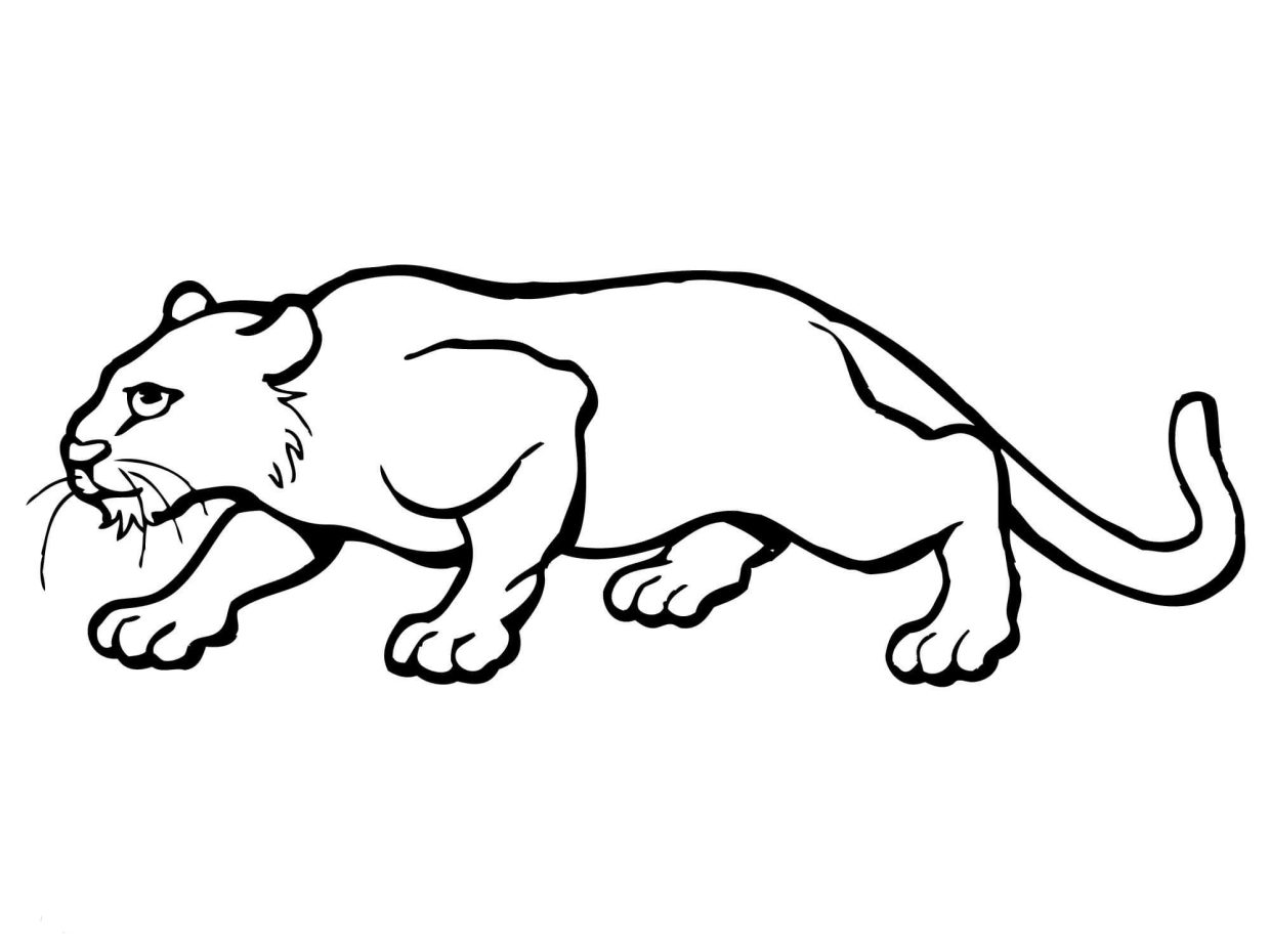 Coloriage Puma