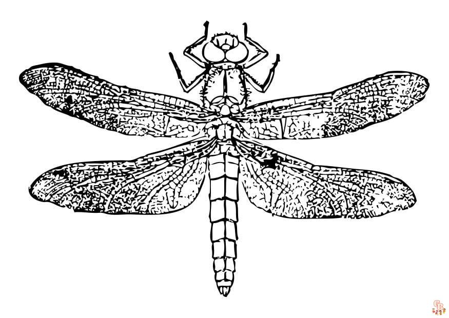 Coloriage Libellule