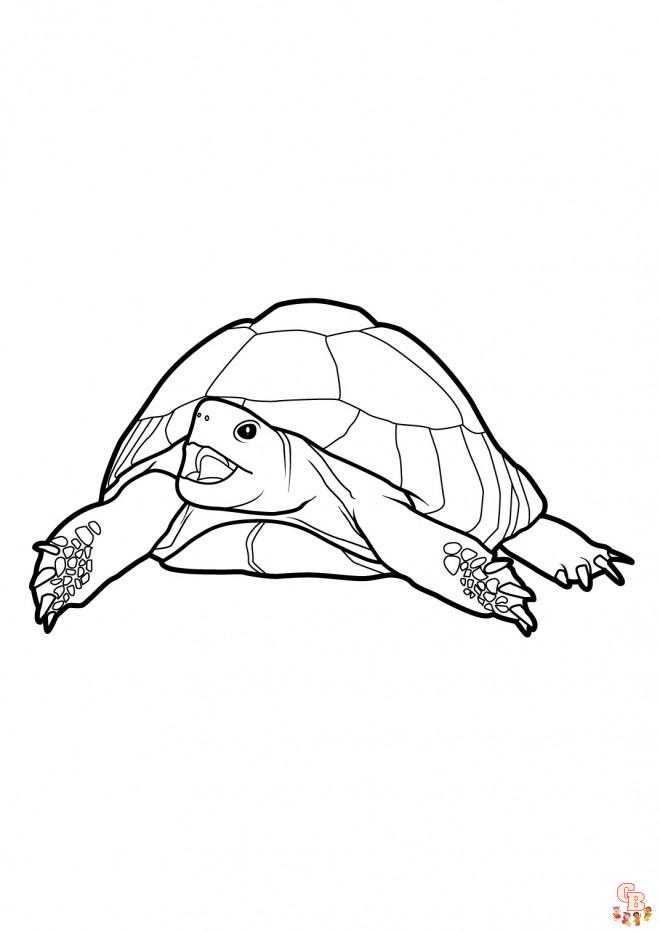 Coloriage Tortue