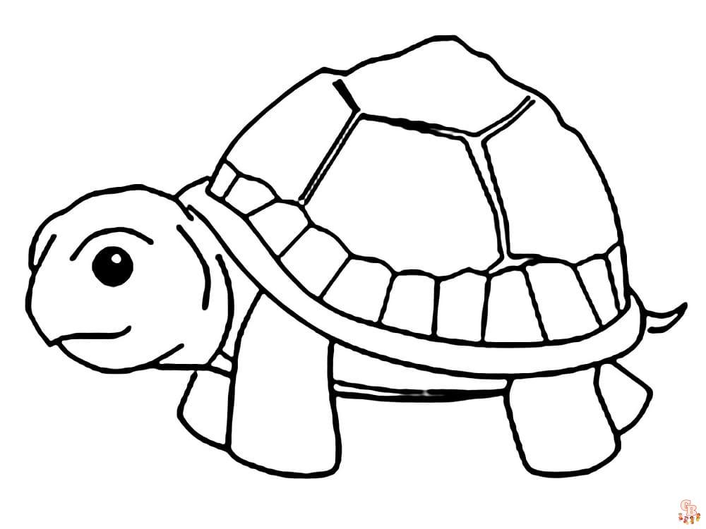 Coloriage Tortue