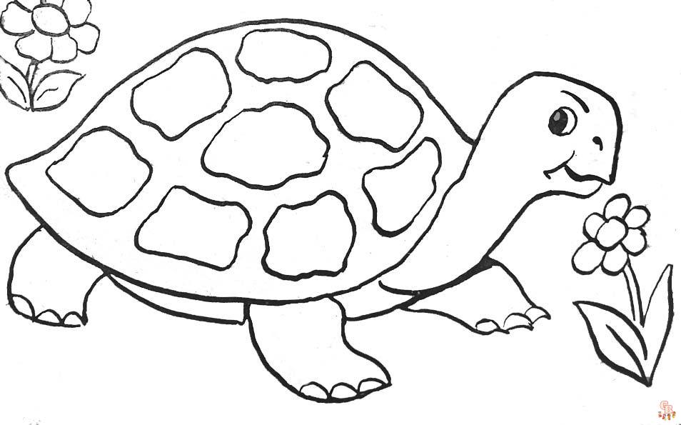 Coloriage Tortue