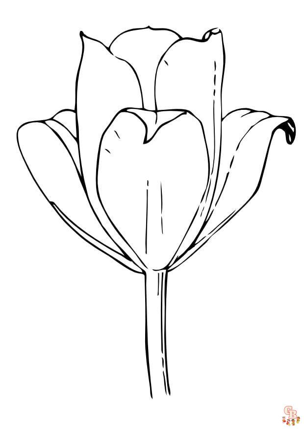 Coloriage Tulipe