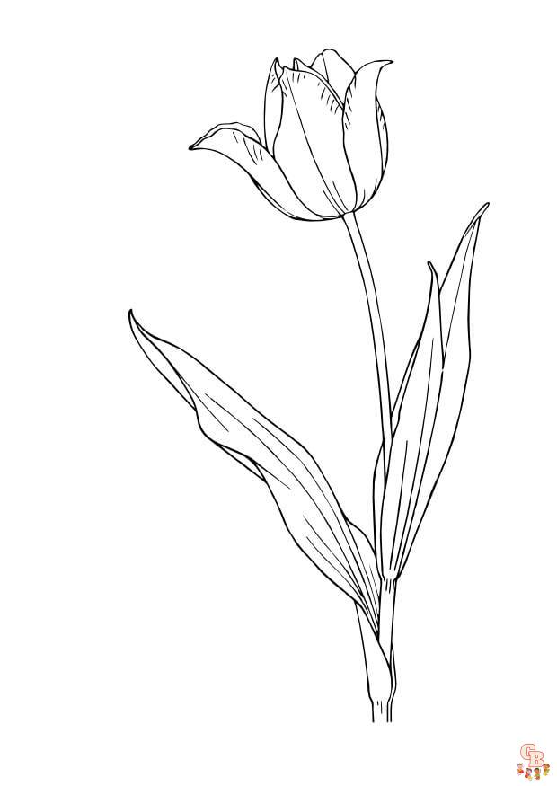 Coloriage Tulipe