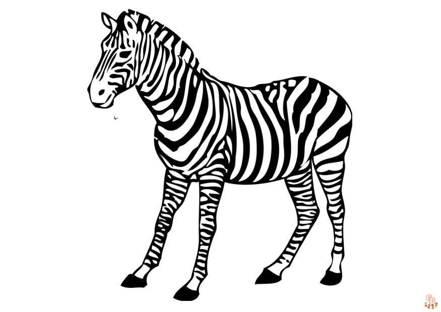 Coloriage Zebre