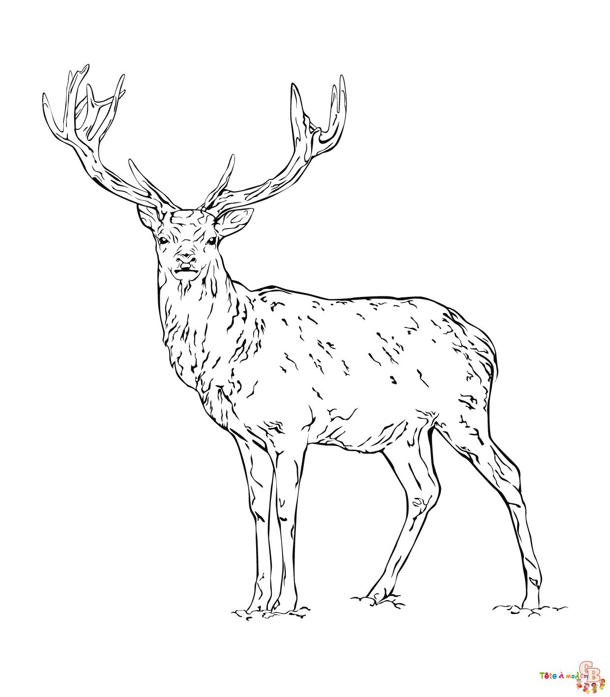 Coloriage biche bebe cerf