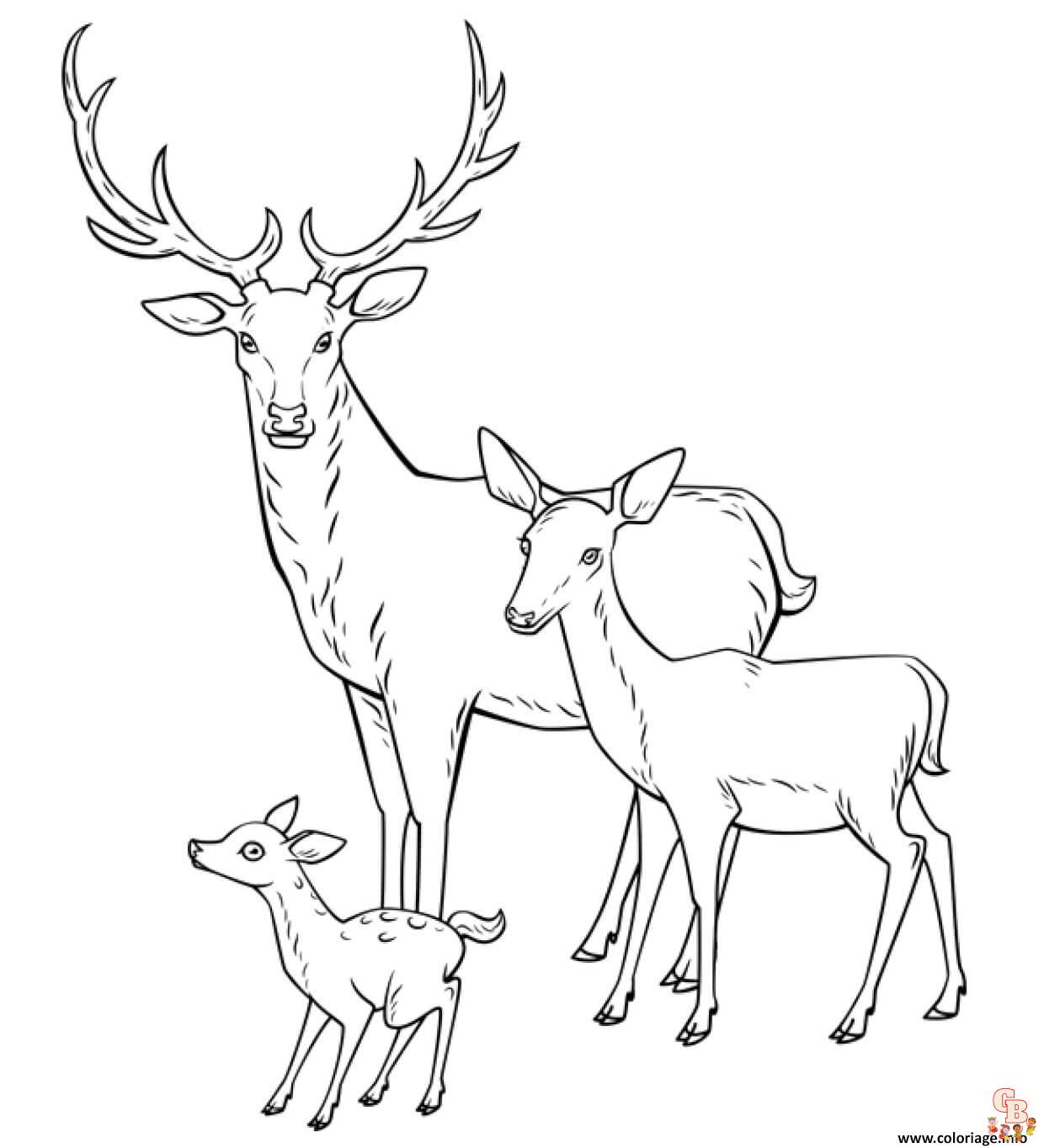 Coloriage cerf mignon facile